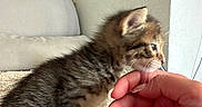Baïa participe au concours pour gagner de l'argent avec cette photo : blanket, cat, couch, cozy, curious, cute, fingernails, fur, furniture, hand, indoor, kitten, nail_art, pet, small, tabby, touch, wall, whiskers, young