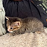 Baïa participe au concours pour gagner de l'argent avec cette photo : kitten, cat, baby_animal, furry, striped, soft, blanket, person, black_shirt, resting, cute, small, indoor, pet, animal, young, exploring, fur, close_up, tactile