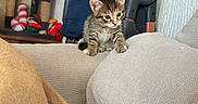 Baïa a rejoint le concours — aidez-le/la à gagner de superbes lots ! kitten, cat, tabby, couch, furniture, indoor, pet, curious, small, young, animal, tail, dog, beige, texture, closeup, cute, domestic, companions, household