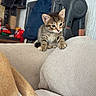kitten, cat, tabby, couch, furniture, indoor, pet, curious, small, young, animal, tail, dog, beige, texture, closeup, cute, domestic, companions, household
