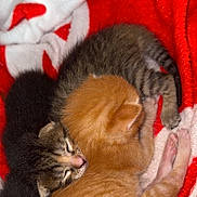 Baïa a rejoint le concours — aidez-le/la à gagner de superbes lots ! kitten, cat, sleeping, cuddling, pet, animal, fur, cute, small, tabby, orange_cat, black_cat, blanket, red, white, blue, cozy, resting, indoor, young