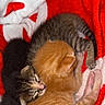 kitten, cat, sleeping, cuddling, pet, animal, fur, cute, small, tabby, orange_cat, black_cat, blanket, red, white, blue, cozy, resting, indoor, young