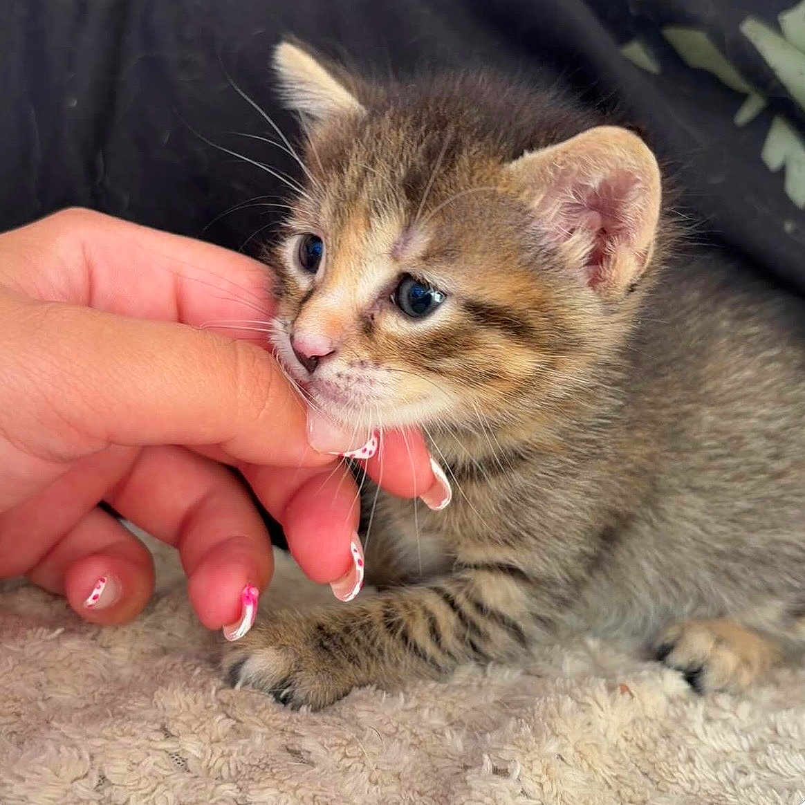 Baïa participe au concours pour gagner de l'argent avec cette photo : kitten, cat, tabby, paw, fur, hand, nail_art, curious, cute, pet, animal, close_up, soft, texture, indoor, resting, fingernail, young, small, adorable