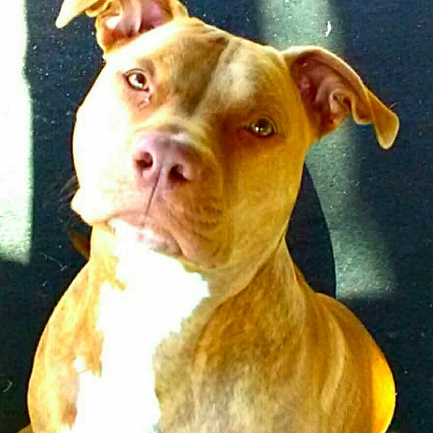 Bubba Jay