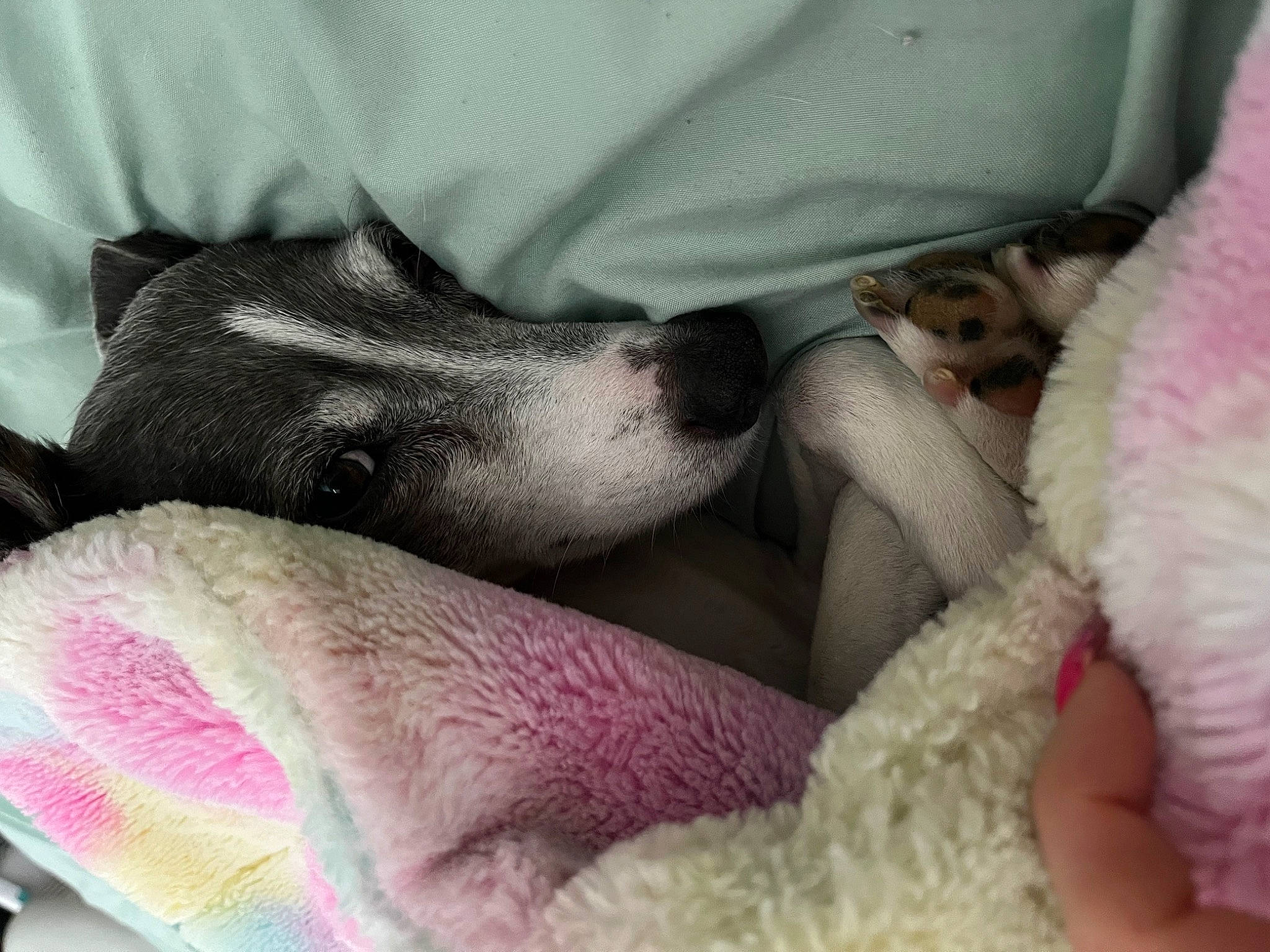 Trooper is registered to the contest to win money with this photo: canidae, carnivore, comfort, companion_dog, dog, dog_breed, fawn, foot, fur, grey, human_leg, leg, linens, mammal, paw, pink, snout, sporting_group, textile, whiskers