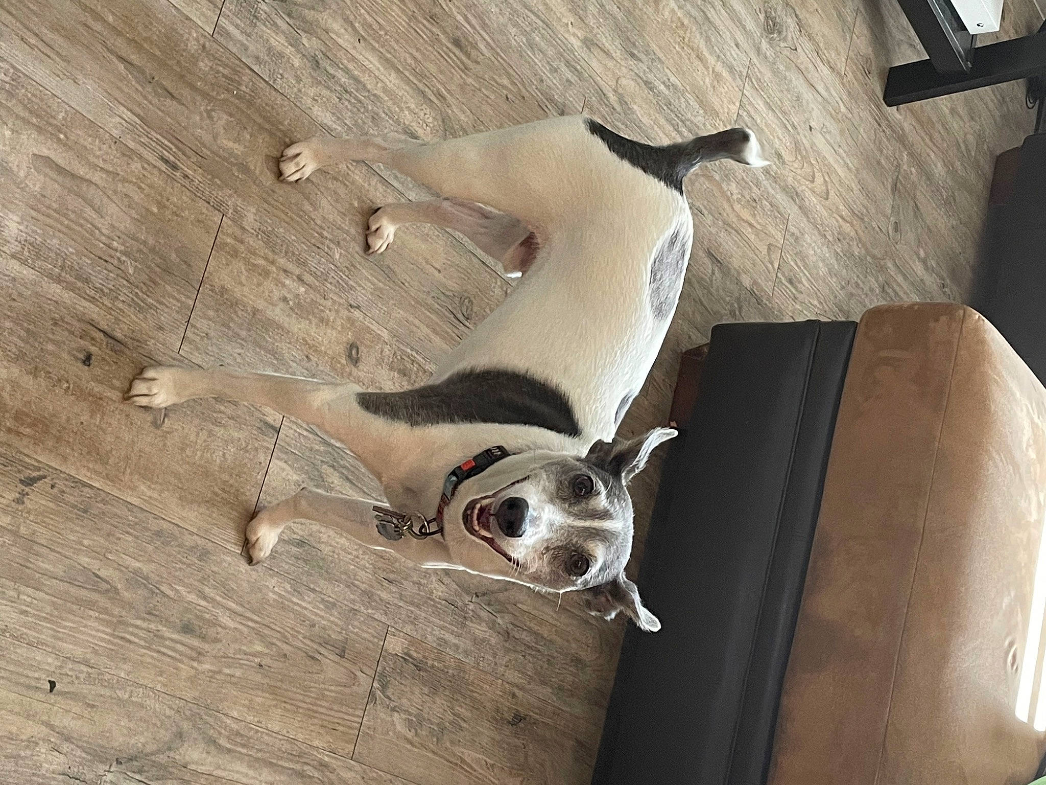 Trooper is registered to the contest to win money with this photo: canidae, carnivore, comfort, companion_dog, couch, dog, dog_breed, fawn, felidae, floor, flooring, hardwood, metal, paw, small_to_medium_sized_cats, snout, sporting_group, tail, whiskers, wood