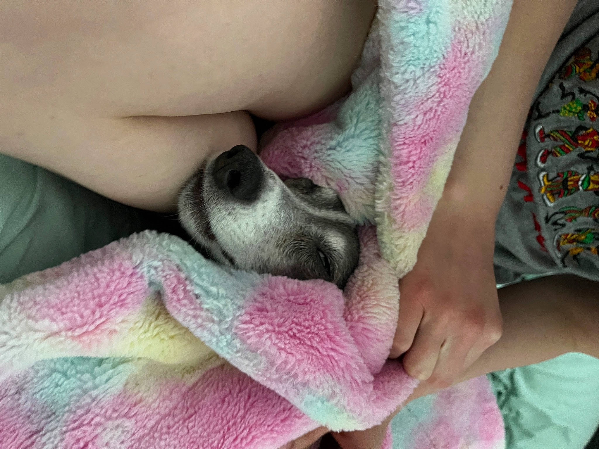 Trooper joined the competition — help win amazing prizes! carnivore, comfort, companion_dog, dog, dog_breed, ear, eyelash, fawn, finger, gesture, lip, mammal, mouth, nail, nose, organ, pink, skin, snout, vertebrate