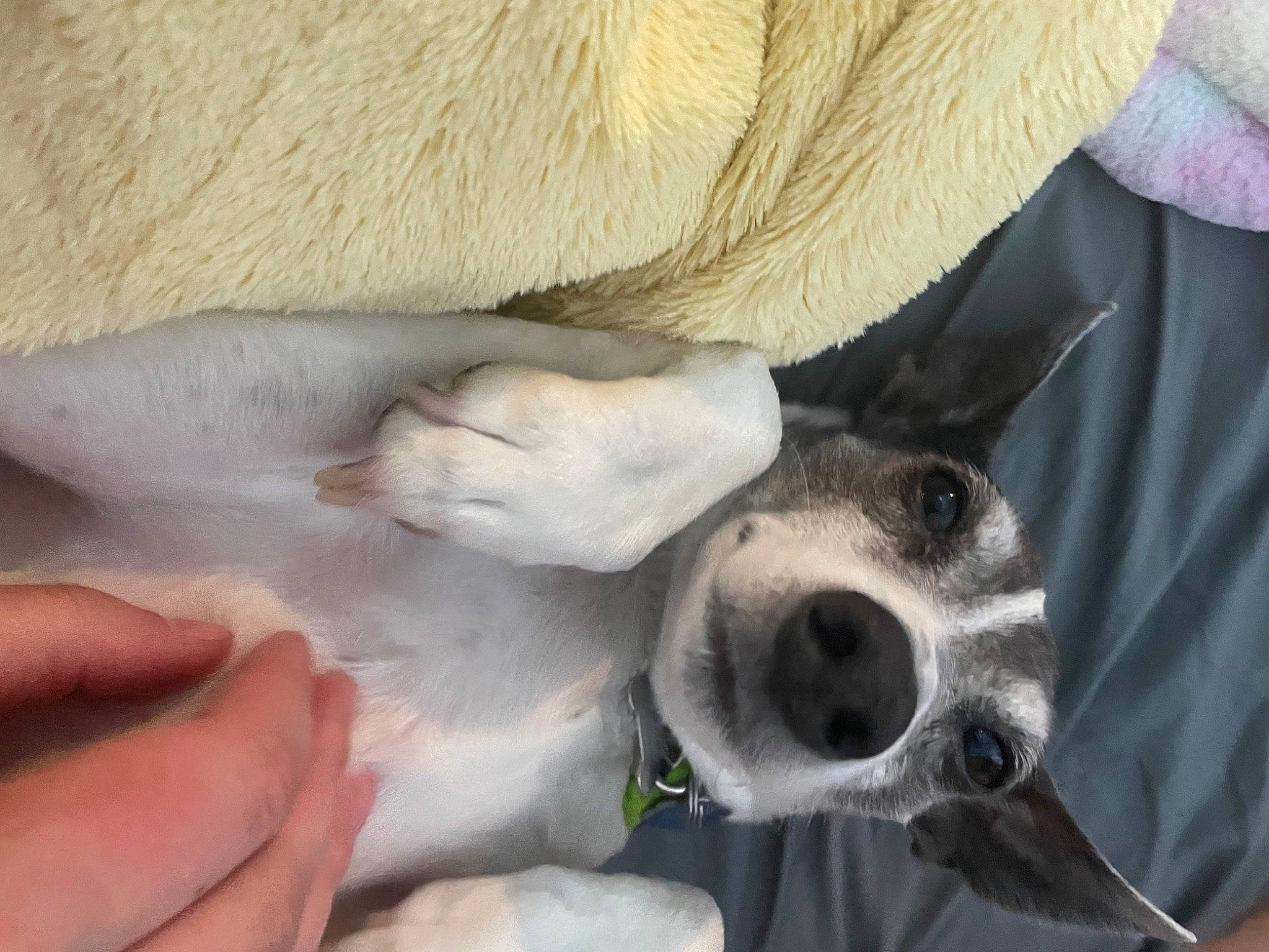 Trooper joined the competition — help win amazing prizes! canidae, carnivore, collar, comfort, companion_dog, dog, dog_breed, dog_collar, ear, fawn, fur, nail, paw, snout, sporting_group, tail, terrestrial_animal, vertebrate, whiskers, working_animal