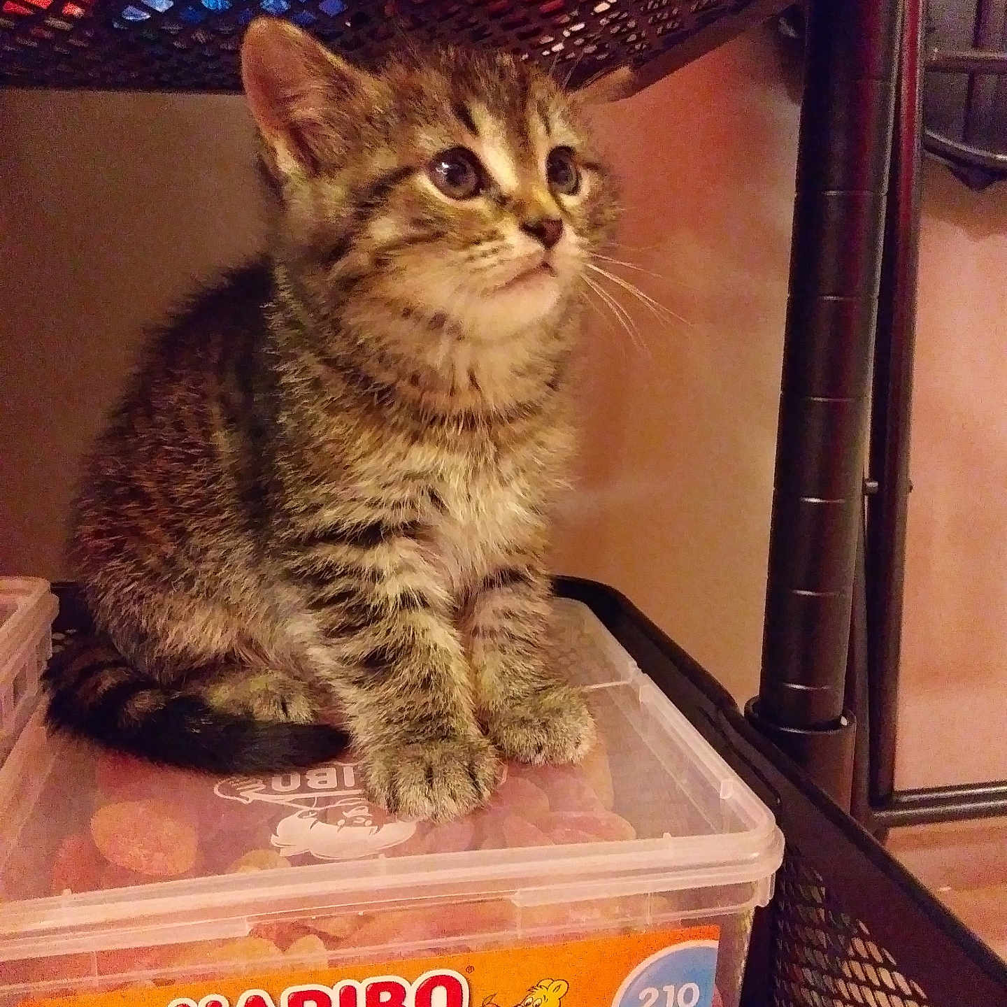 Tigrou participe au concours pour gagner de l'argent avec cette photo : animal, candy, cat, closeup, container, curious, cute, feline, haribo, indoor, kitten, paw, pet, plastic_box, shelf, sitting, striped, tabby, whiskers, young
