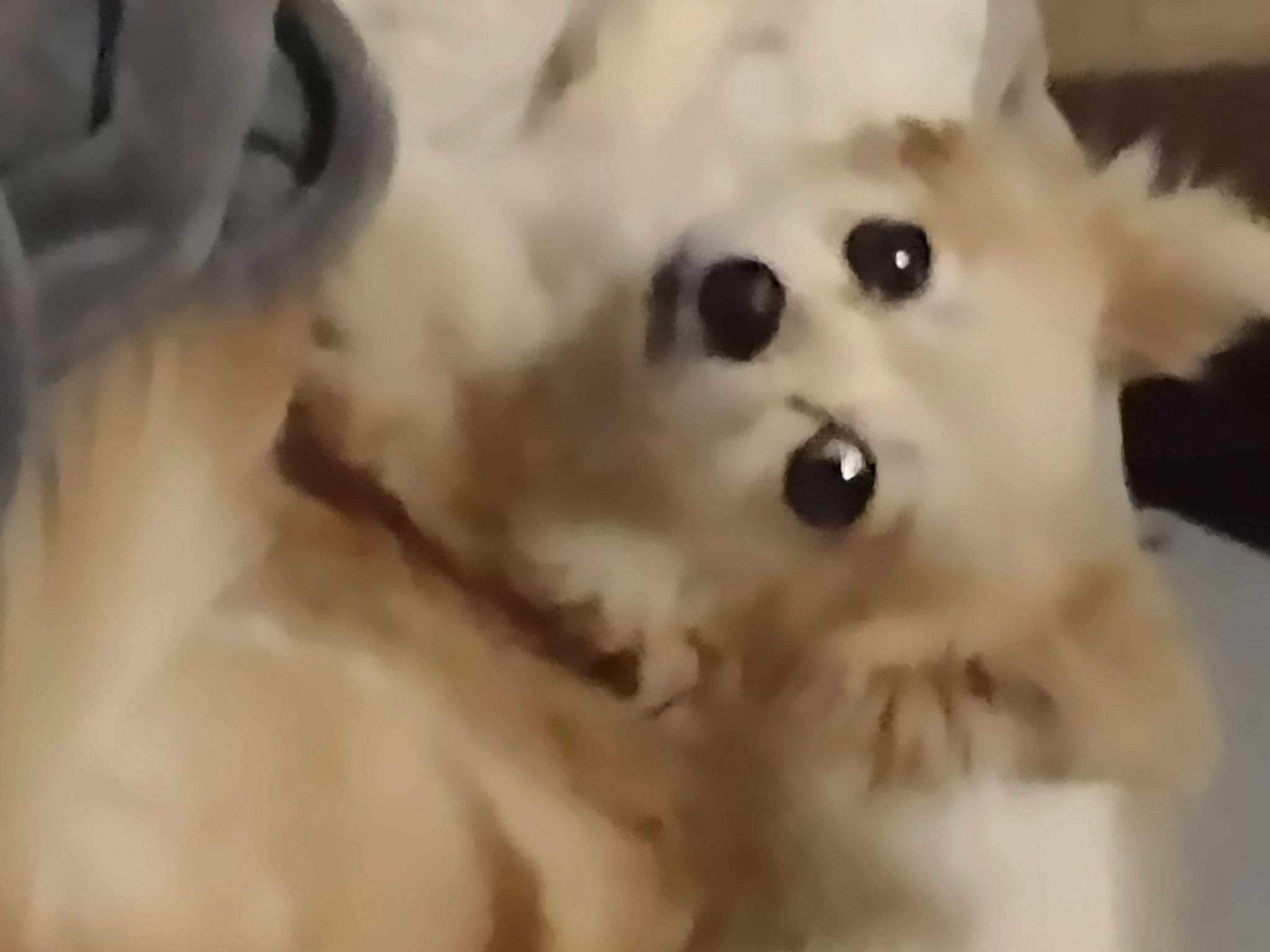 Princess is registered to the contest to win money with this photo: canidae, carnivore, companion_dog, dog, dog_breed, ear, fang, fawn, fur, natural_material, non_sporting_group, snout, sporting_group, terrestrial_animal, volpino_italiano, whiskers, working_animal