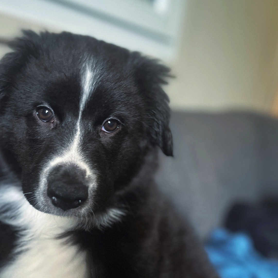 Bella a rejoint le concours — aidez-le/la à gagner de superbes lots ! puppy, dog, black_and_white, indoor, couch, window, blurred_background, pet, cute, fur, animal, canine, young, portrait, cozy, soft_light, sitting, looking, close_up, adorable