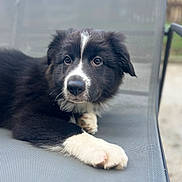 Bella a rejoint le concours — aidez-le/la à gagner de superbes lots ! puppy, dog, black_and_white, cute, outdoor, chair, mesh, paw, fur, pet, animal, relaxed, young, portrait, sitting, looking, companion, domestic_animal, friendly, adorable