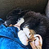 dog, puppy, sleeping, black_and_white, blanket, couch, cozy, resting, fur, paw, indoors, nap, domestic_animal, pet, furniture, relaxation, cute, animal, sleep, comfort