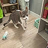 cat, gray_cat, white_cat, pet, collar, flooring, wood_floor, kitchen, pantry, food_bowl, pet_food, shelf, cardboard_box, scattered_food, indoor, curious, walking, animal, domestic_cat, pet_supplies
