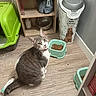 Jupiter a rejoint le concours — aidez-le/la à gagner de superbes lots ! cat, gray_cat, white_cat, pet_food, food_bowl, litter_box, wooden_floor, pet_food_container, sitting, collar, indoor, shelf, bowl, kitten, curious, feline, domestic_cat, flooring, pet_accessory, home