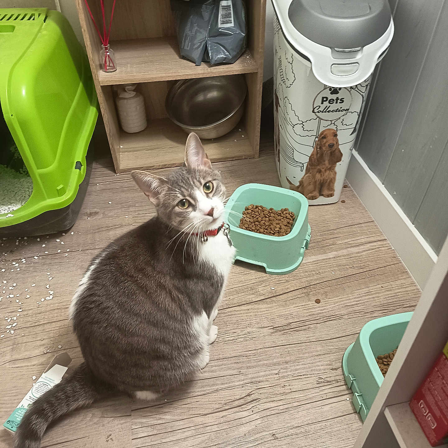 Jupiter a rejoint le concours — aidez-le/la à gagner de superbes lots ! cat, gray_cat, white_cat, pet_food, food_bowl, litter_box, wooden_floor, pet_food_container, sitting, collar, indoor, shelf, bowl, kitten, curious, feline, domestic_cat, flooring, pet_accessory, home