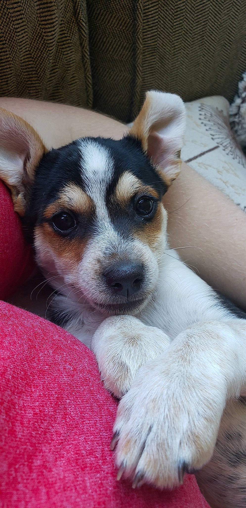 Hudson is registered to the contest to win money with this photo: canidae, carnivore, chilean_fox_terrier, companion_dog, danish_swedish_farmdog, dog, dog_breed, feist, irishjacks, mammal, miniature_fox_terrier, puppy, rare_breed_dog, rat_terrier, ratonero_bodeguero_andaluz, snout, teddy_roosevelt_terrier, tenterfield_terrier, texas_heeler, vertebrate