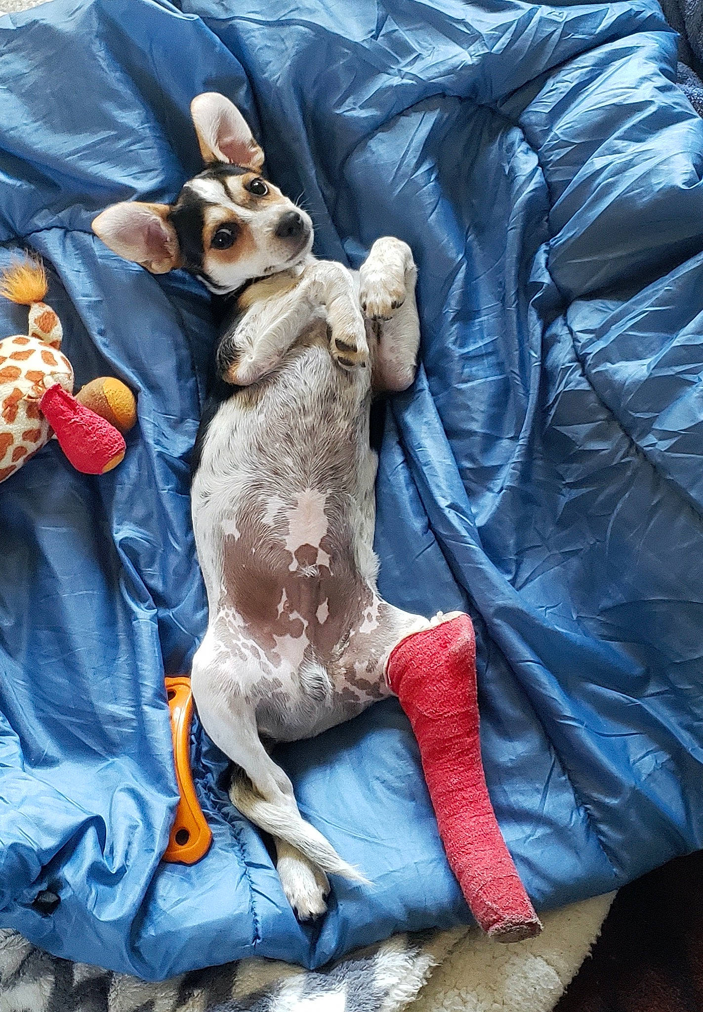 Hudson is registered to the contest to win money with this photo: canidae, carnivore, dog, dog_breed, fawn, fox_terrier, leg, paw, rat_terrier