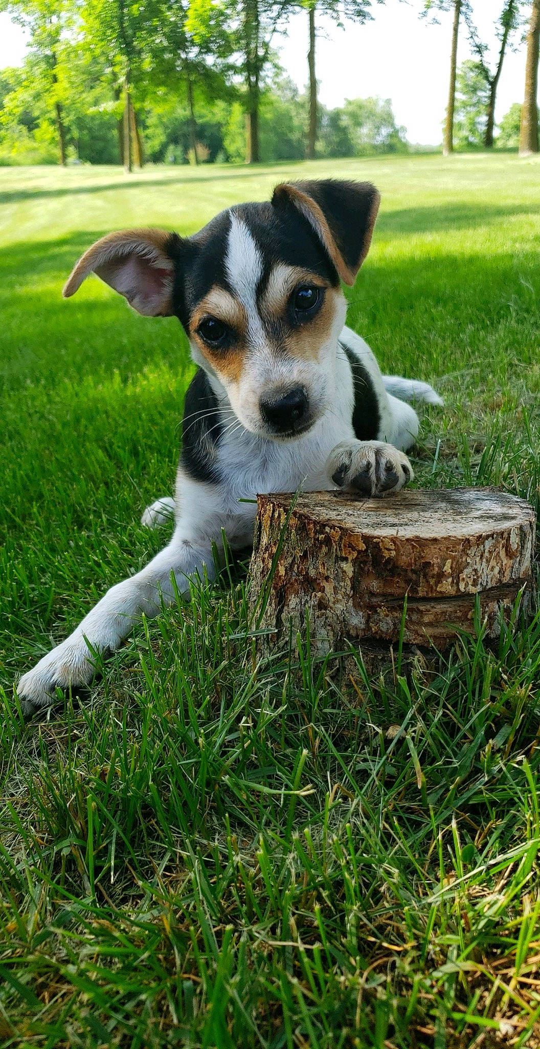 Hudson joined the competition — help win amazing prizes! brazilian_terrier, canidae, carnivore, chilean_fox_terrier, companion_dog, danish_swedish_farmdog, dog, dog_breed, grass, jack_russell_terrier, mammal, miniature_fox_terrier, parson_russell_terrier, puppy, rat_terrier, ratonero_bodeguero_andaluz, russell_terrier, sporting_group, tenterfield_terrier, vertebrate