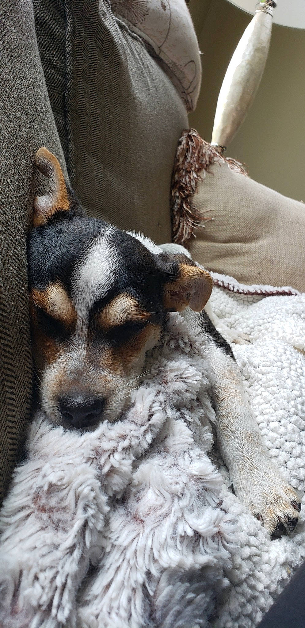 Hudson is registered to the contest to win money with this photo: canidae, carnivore, companion_dog, danish_swedish_farmdog, dog, dog_breed, fox_terrier, mammal, miniature_fox_terrier, paw, puppy, rare_breed_dog, rat_terrier, snout, sporting_group, teddy_roosevelt_terrier, toy_fox_terrier, whiskers