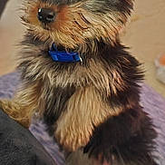 Baxter is registered to the contest to win money with this photo: adorable, alert, animal, blue_collar, close_up, companion, cute, dog, domestic_animal, ears, eyes, fluffy, fur, indoor, nose, pet, puppy, small_dog, standing, young_dog