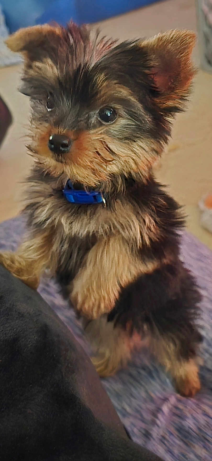 Baxter
