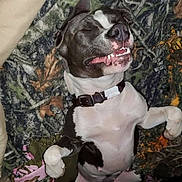 Zena is registered to the contest to win money with this photo: dog, sleeping, smiling, pet, collar, blanket, indoor, resting, cute, canine, relaxed, fur, animal, paw, muzzle, teeth, nose, ears, lying_down, comfort