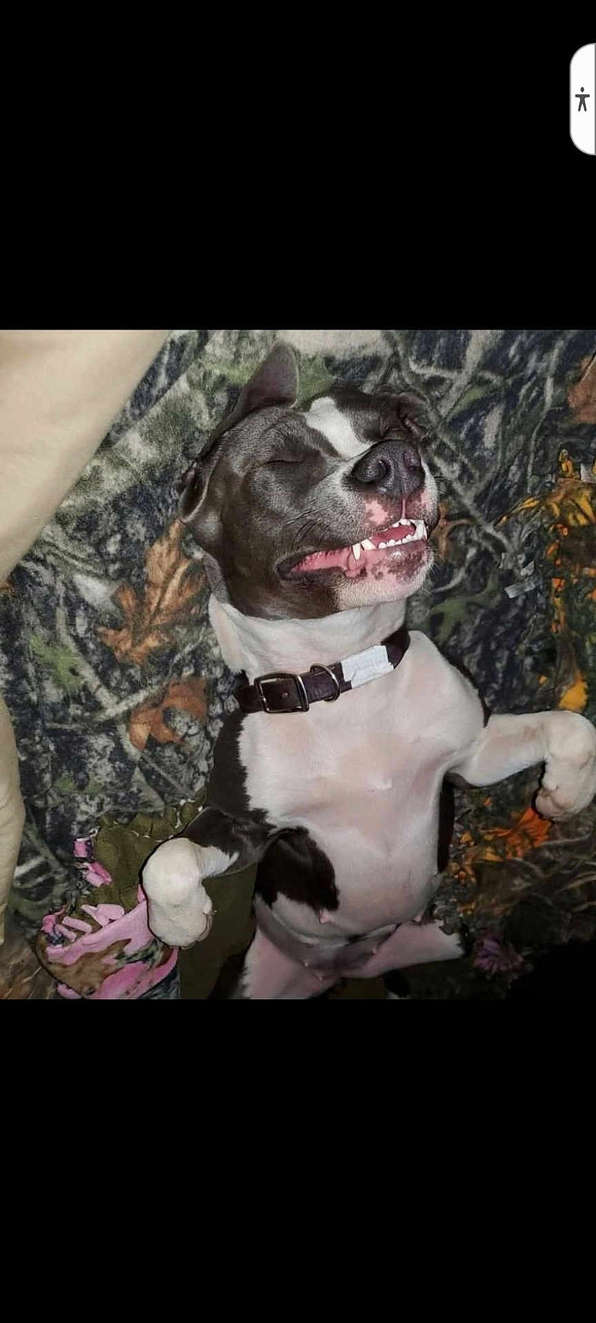 Zena is registered to the contest to win money with this photo: dog, sleeping, smiling, pet, collar, blanket, indoor, resting, cute, canine, relaxed, fur, animal, paw, muzzle, teeth, nose, ears, lying_down, comfort