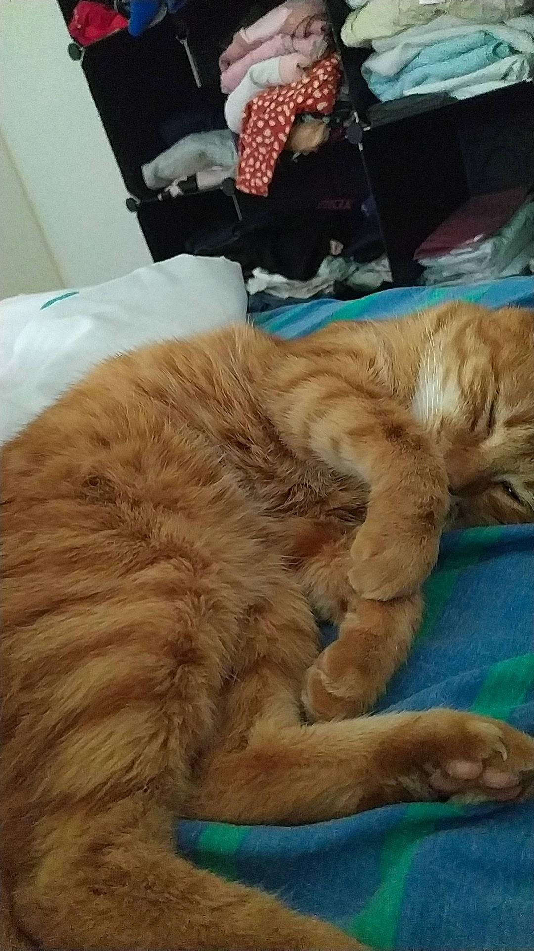 Tonner participe au concours pour gagner de l'argent avec cette photo : canidae, carnivore, cat, claw, comfort, companion_dog, dog_breed, fawn, felidae, fur, human_leg, liver, nap, natural_material, paw, small_to_medium_sized_cats, snout, tail, terrestrial_animal, whiskers