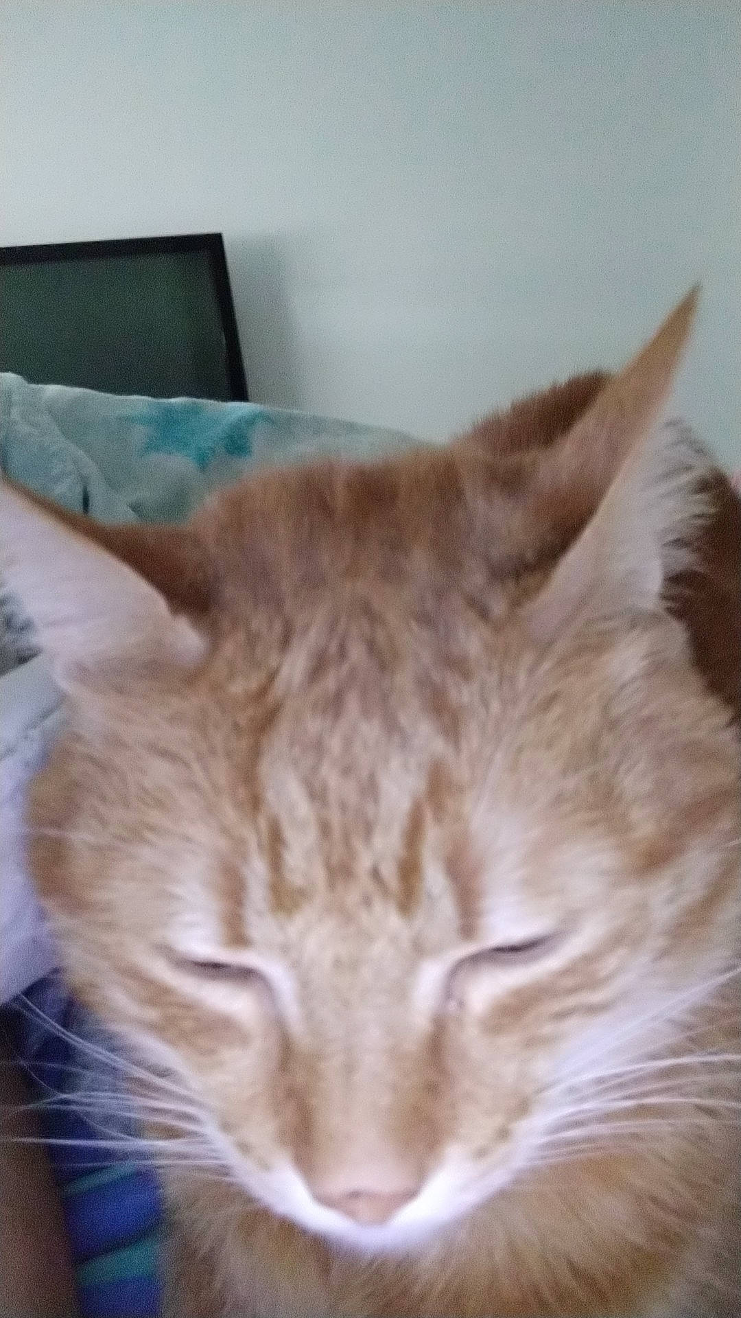 Tonner participe au concours pour gagner de l'argent avec cette photo : carnivore, cat, comfort, domestic_short_haired_cat, fawn, felidae, fur, nap, small_to_medium_sized_cats, snout, tail, whiskers