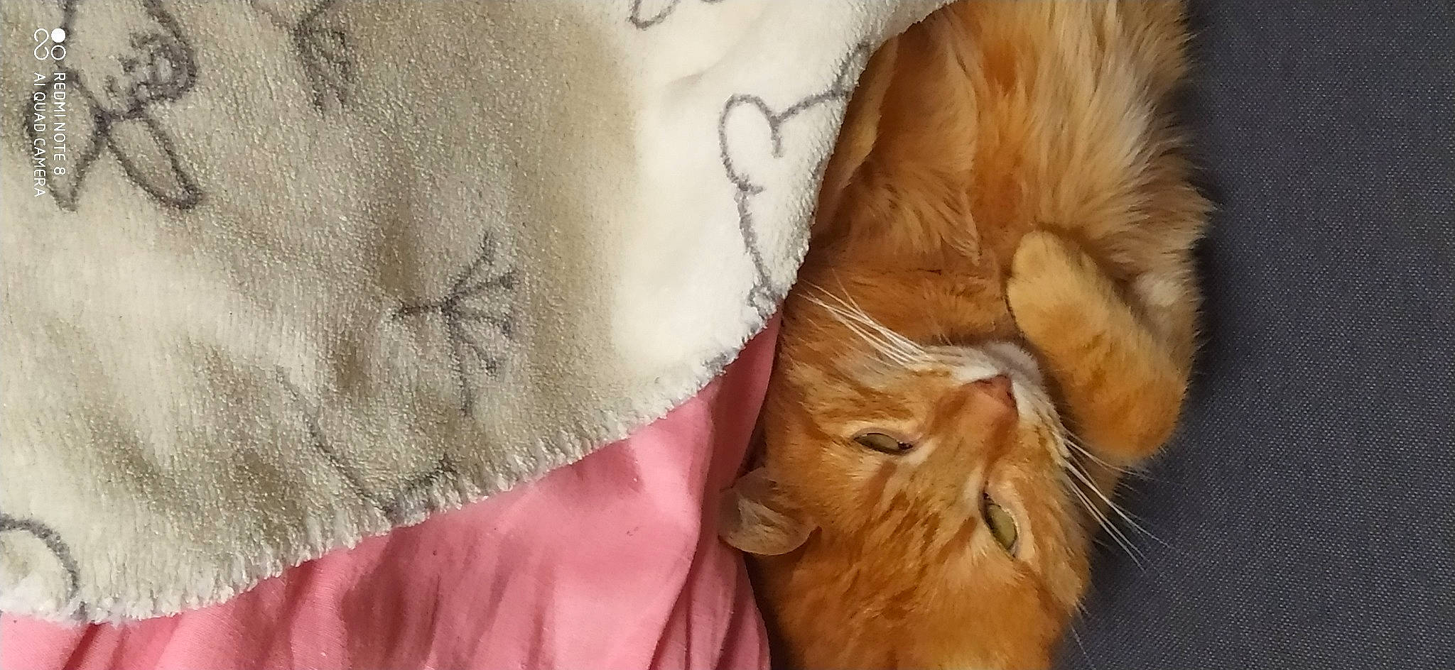 Tonner a rejoint le concours — aidez-le/la à gagner de superbes lots ! carnivore, cat, claw, close_up, comfort, domestic_short_haired_cat, eye, fawn, felidae, fur, linens, paw, peach, sleeve, small_to_medium_sized_cats, snout, tail, textile, whiskers, wrinkle