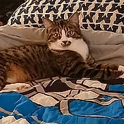 Jed is registered to the contest to win money with this photo: animal, bedspread, cat, comfort, cozy, curious, ears, eyes, feline, fur, home, indoor, pattern, pet, pillow, relaxed, resting, striped, tabby, whiskers