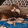 animal, bedspread, cat, comfort, cozy, curious, ears, eyes, feline, fur, home, indoor, pattern, pet, pillow, relaxed, resting, striped, tabby, whiskers