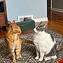 Annabelle joined the competition — help win amazing prizes! animal, animal_interaction, cat, curious, domestic, feline, floor_rug, gray_and_white_cat, home_interior, household, indoor, looking_at_each_other, mammal, orange_cat, pet_bed, pets, quiet_moment, sitting, two_animals, wooden_floor