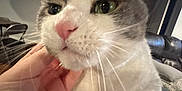 Annabelle joined the competition — help win amazing prizes! animal, blurred_background, cat, close_up, couch, cozy, cute, domestic_animal, feline, friendly, furniture, green_eyes, hand, indoor, paw, pet, pink_nose, portrait, scratching, whiskers