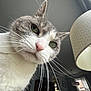 Annabelle joined the competition — help win amazing prizes! animal, cat, ceiling, close_up, curious, domestic, furniture, gray_and_white, green_eyes, home, indoor, lamp, looking_down, pet, pink_nose, portrait, soft_light, whiskers, whiskers_visible, window