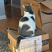 Annabelle is registered to the contest to win money with this photo: animal, back_view, cardboard_box, cat, cozy, delivery_box, domestic_animal, feline, flooring, home, indoor, light, pattern, pet, prime, rug, shadow, sitting, tail, wooden_floor