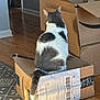 animal, back_view, cardboard_box, cat, cozy, delivery_box, domestic_animal, feline, flooring, home, indoor, light, pattern, pet, prime, rug, shadow, sitting, tail, wooden_floor