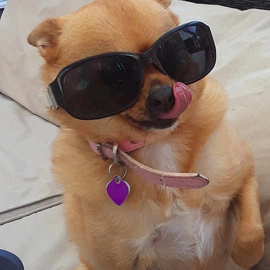 Bella joined the competition — help win amazing prizes! canidae, carnivore, companion_dog, computer_keyboard, dog, dog_breed, dog_collar, ear, eyewear, fawn, fur, glasses, goggles, pet_supply, snout, sporting_group, sunglasses, toy_dog, vision_care, working_animal