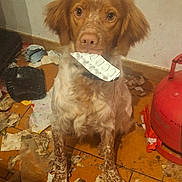 Attila a rejoint le concours — aidez-le/la à gagner de superbes lots ! animal, blister_pack, brown_fur, collar, dog, ears, eyes, floor, indoor, looking_at_camera, messy, mouth, nose, pet, red_cylinder, sitting, speckled_fur, tile_floor, trash, white_fur