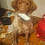 animal, blister_pack, brown_fur, collar, dog, ears, eyes, floor, indoor, looking_at_camera, messy, mouth, nose, pet, red_cylinder, sitting, speckled_fur, tile_floor, trash, white_fur