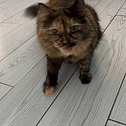 Nala joined the competition — help win amazing prizes! animal, blue_wall, blurred_motion, brown_couch, cat, closeup, cute, domestic_cat, feline, floor, fur, home, house, indoor, living_room, pet, tongue_out, tortoiseshell, walking, wooden_floor