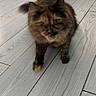 animal, blue_wall, blurred_motion, brown_couch, cat, closeup, cute, domestic_cat, feline, floor, fur, home, house, indoor, living_room, pet, tongue_out, tortoiseshell, walking, wooden_floor