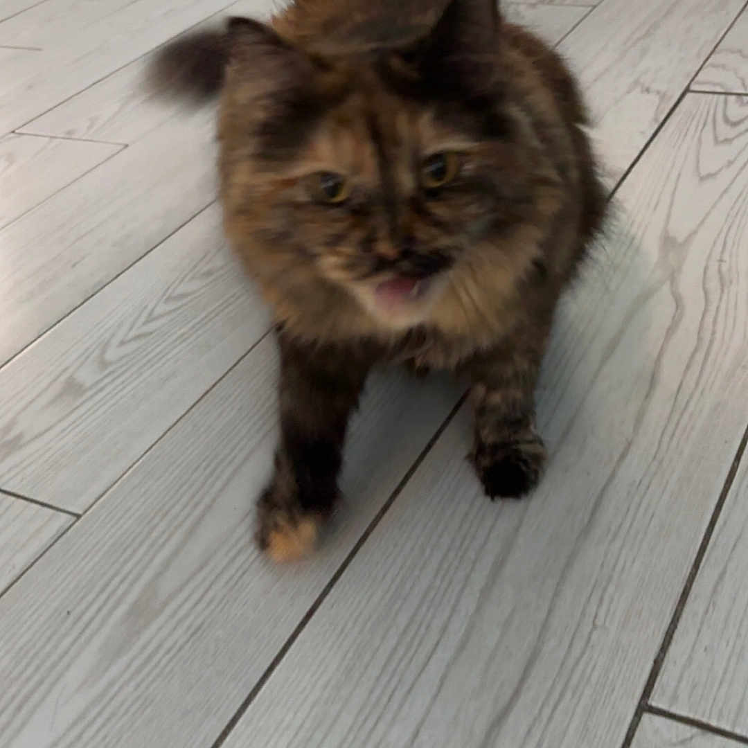 Nala