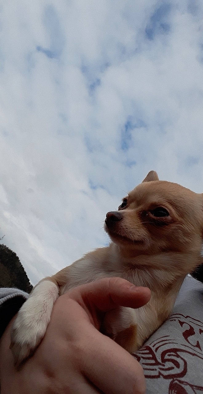 Mya a rejoint le concours — aidez-le/la à gagner de superbes lots ! canidae, carnivore, chihuahua, companion_dog, corgi_chihuahua, dog, dog_breed, fawn, mammal, puppy, puppy_love, snout, toy_dog