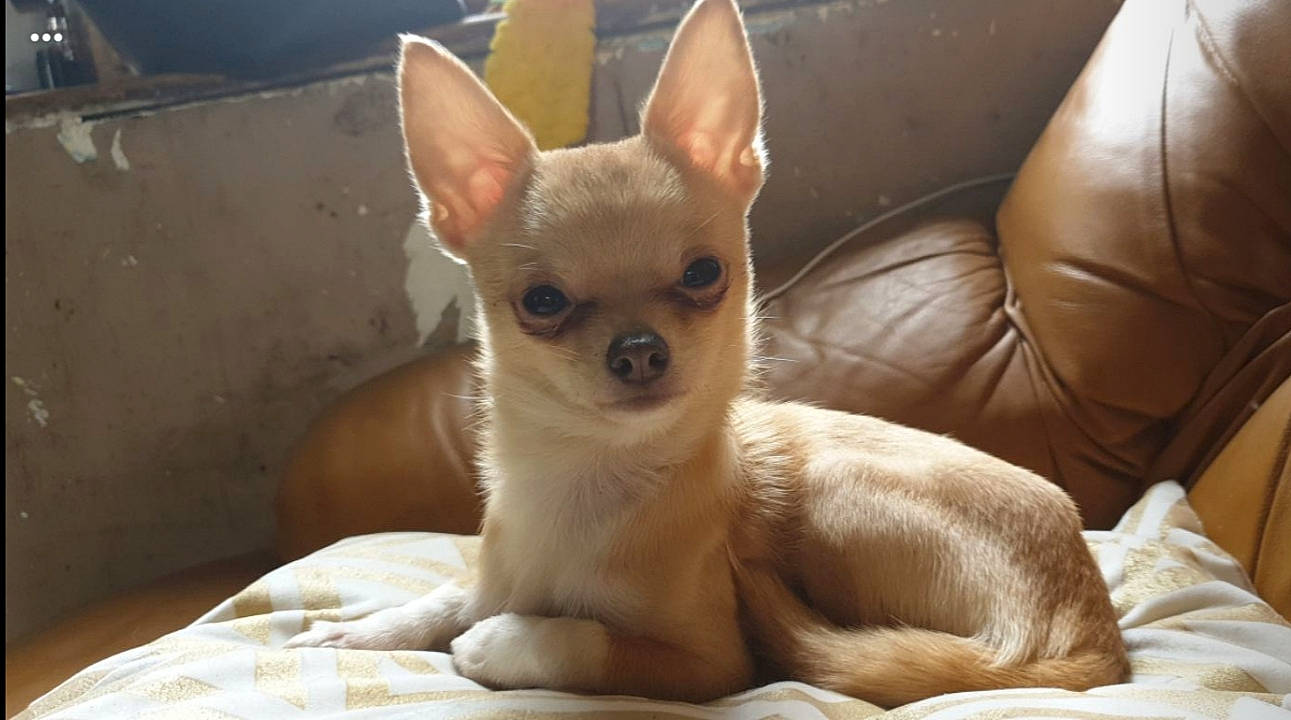 Mya a rejoint le concours — aidez-le/la à gagner de superbes lots ! ancient_dog_breeds, canidae, carnivore, chihuahua, companion_dog, corgi_chihuahua, dog, dog_breed, ear, fawn, mammal, puppy, russkiy_toy, snout, toy_dog, vertebrate, whiskers