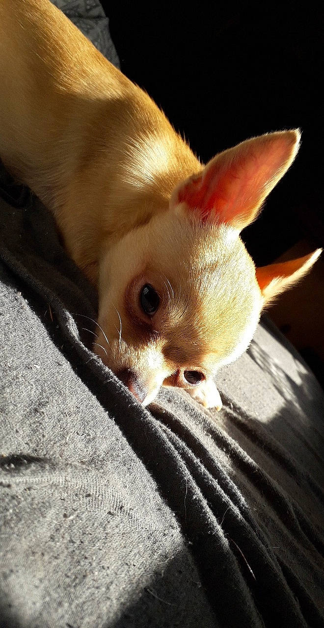 Mya a rejoint le concours — aidez-le/la à gagner de superbes lots ! canidae, carnivore, chihuahua, close_up, ear, fawn, fennec_fox, mammal, skin, snout, whiskers