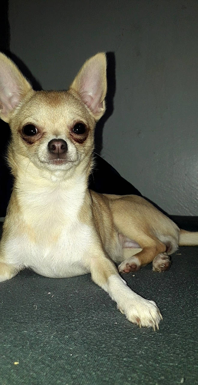 Mya a rejoint le concours — aidez-le/la à gagner de superbes lots ! ancient_dog_breeds, canidae, carnivore, chihuahua, companion_dog, corgi_chihuahua, dog, dog_breed, ear, fawn, mammal, puppy, skin, snout, sporting_group, toy_dog, vertebrate, whiskers