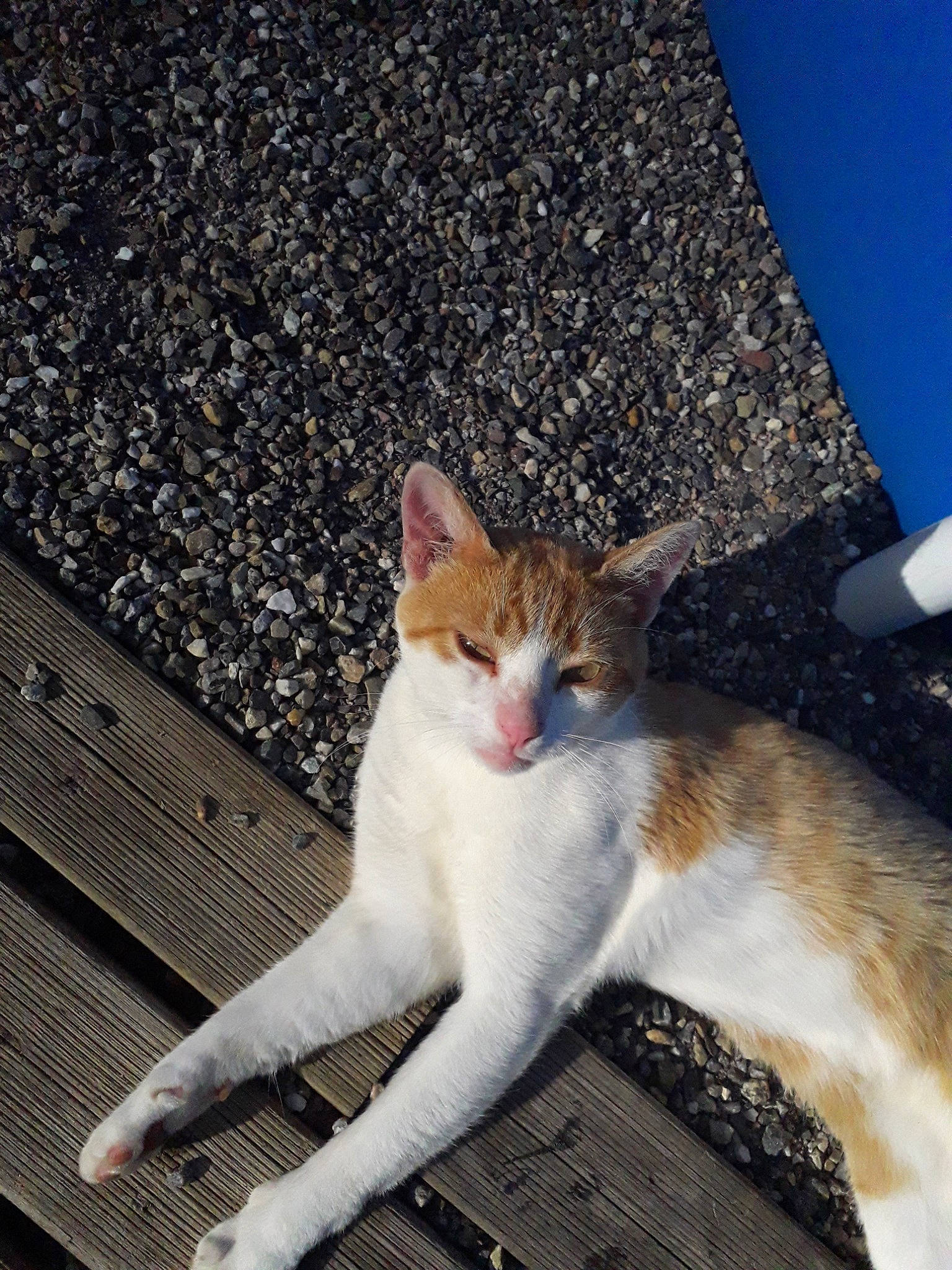 Noisette participe au concours pour gagner de l'argent avec cette photo : aegean_cat, american_wirehair, carnivore, cat, domestic_short_haired_cat, european_shorthair, fawn, felidae, fur, kitten, polydactyl_cat, small_to_medium_sized_cats, tail, tree, whiskers