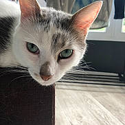 Gilbert participe au concours pour gagner de l'argent avec cette photo : cat, close_up, indoor, furniture, window, whiskers, green_eyes, resting, curious, pet, animal, domestic, light, shadow, floor, room, head, ears, nose, fur